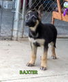 Baxter (Puppy)