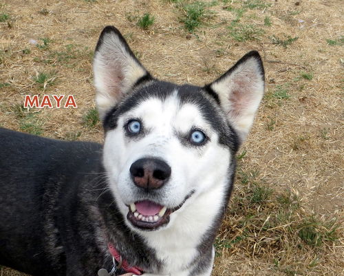 Maya (Ritzy)