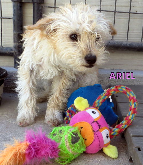 Ariel (Puppy)