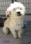 Ariel (Puppy)