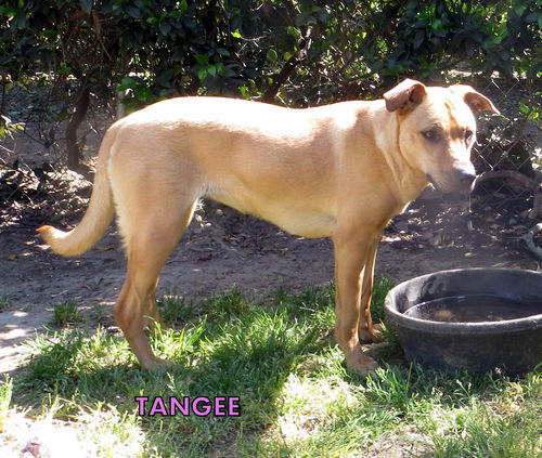 Tangee