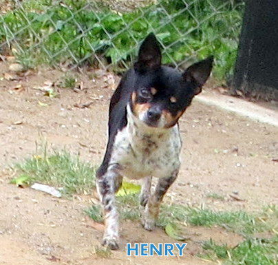 Henry