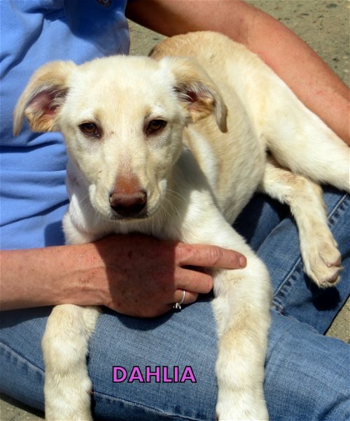 Dahlia (Puppy)
