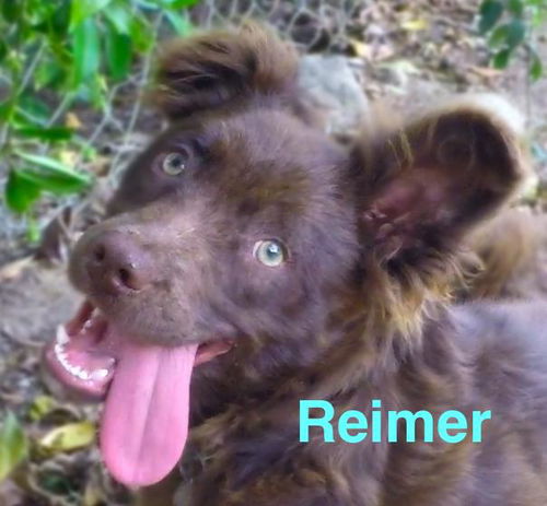 Reimer (Puppy)
