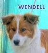 Wendell