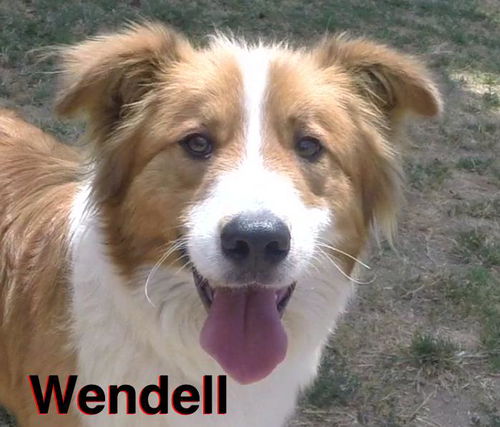 Wendell