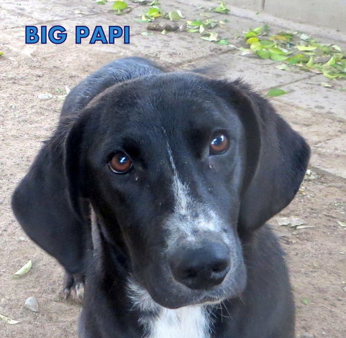 Big Papi