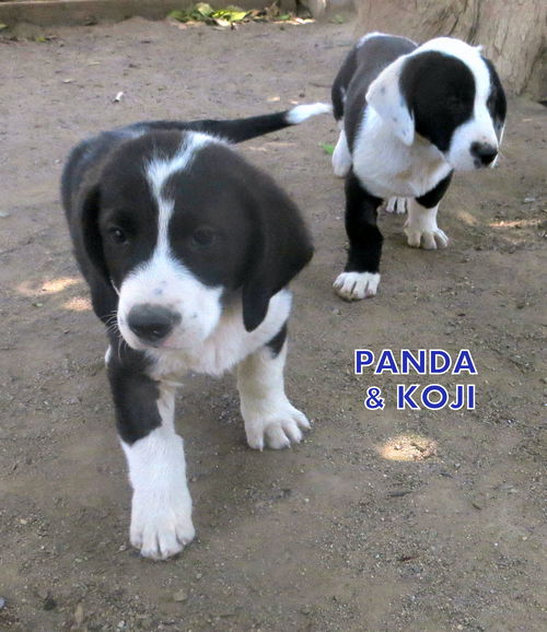 Panda and Koji (Puppy)