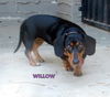 Willow (Ritzy)