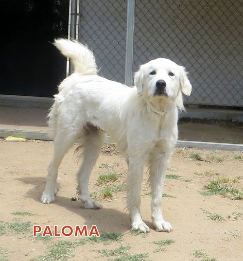 Paloma (Ritzy)