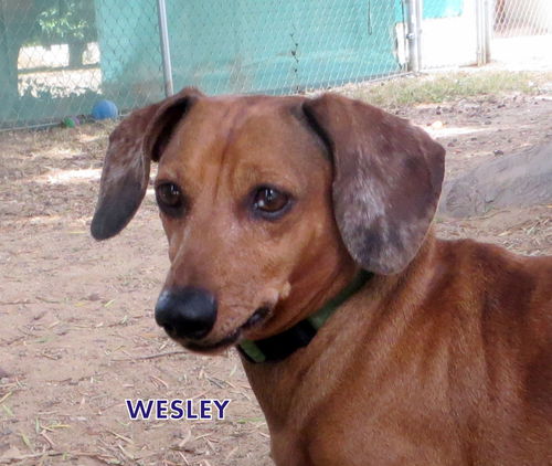 Wesley (Ritzy)