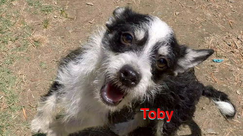 Toby