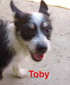 Toby