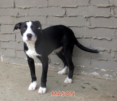 Mason