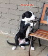 Mason