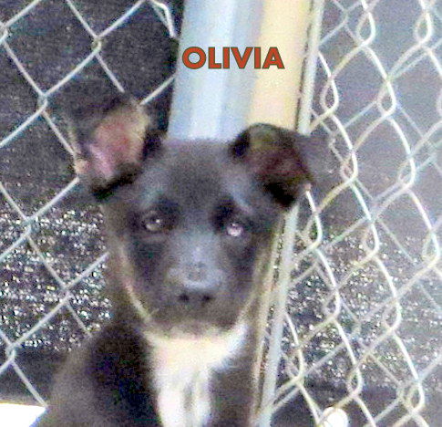 Olivia (Puppy)