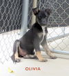 Olivia (Puppy)