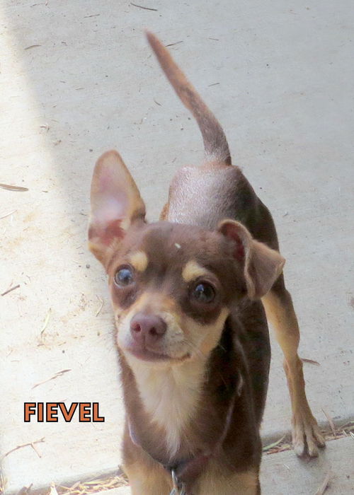 Fievel