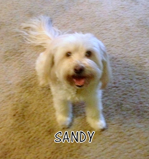 Sandy (Ritzy)