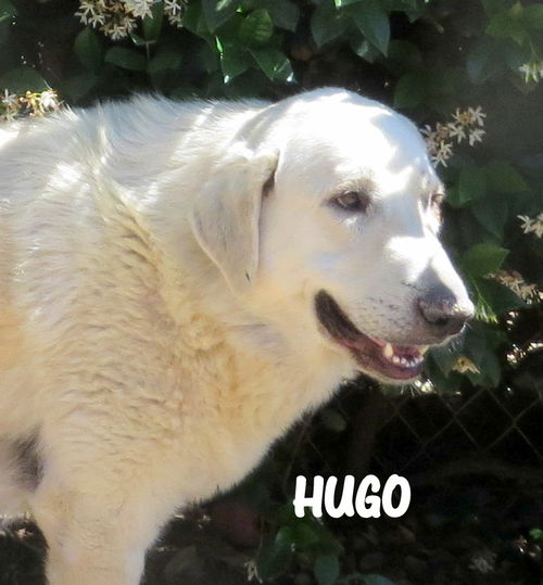 Hugo (Ritzy)