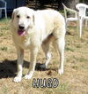 Hugo (Ritzy)