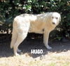 Hugo (Ritzy)