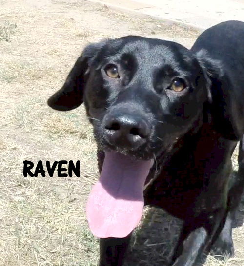 Raven