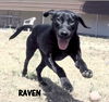 Raven