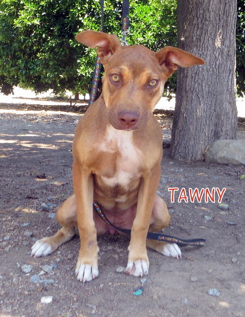 Tawny