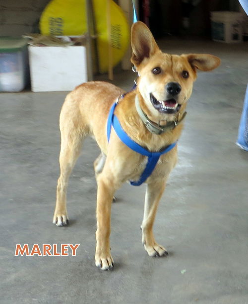 Marley