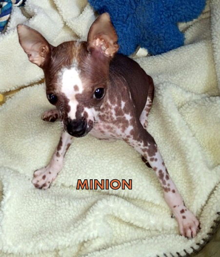 Minion (Posh Puppy)