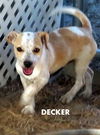 Decker (Puppy)