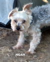 Noah (Ritzy)