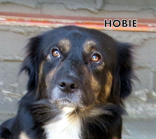 Hobie