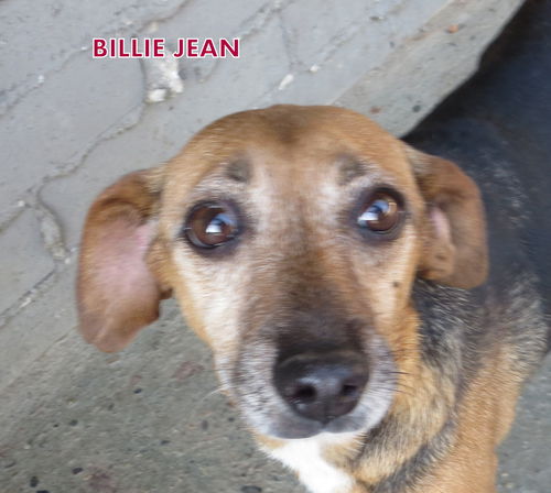 Billie Jean (GrandPaws)