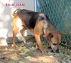 Billie Jean (GrandPaws)