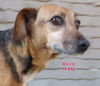 Billie Jean (GrandPaws)