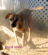 Billie Jean (GrandPaws)