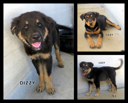 Tizzy, Dizzy and Lizzy (Puppy)