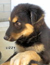 Tizzy, Dizzy and Lizzy (Puppy)