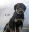 Tizzy, Dizzy and Lizzy (Puppy)