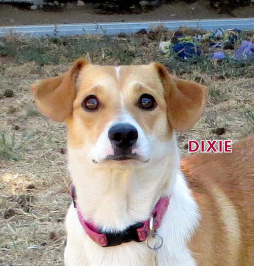 Dixie