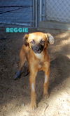 Reggie