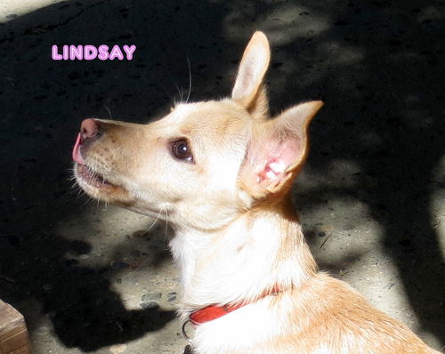 Lindsay (puppy)