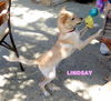 Lindsay (puppy)