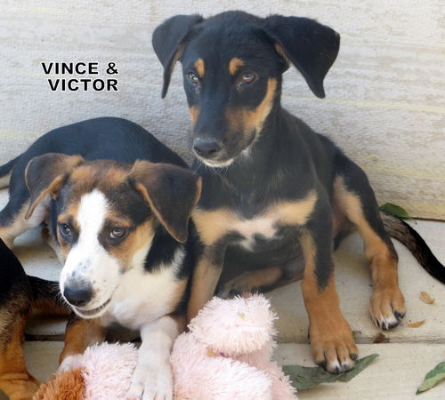 Vince & Victor (Puppy)