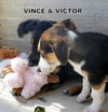 Vince & Victor (Puppy)