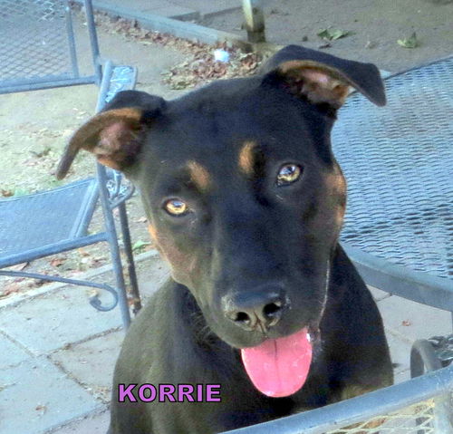 Korrie