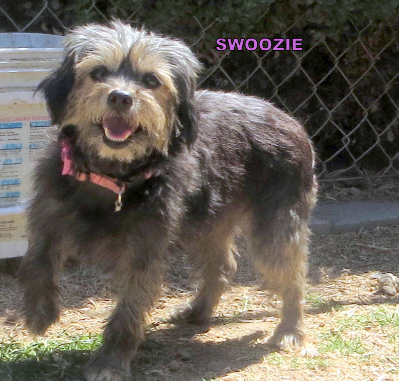 Swoozie (GrandPaws)'s Web Page