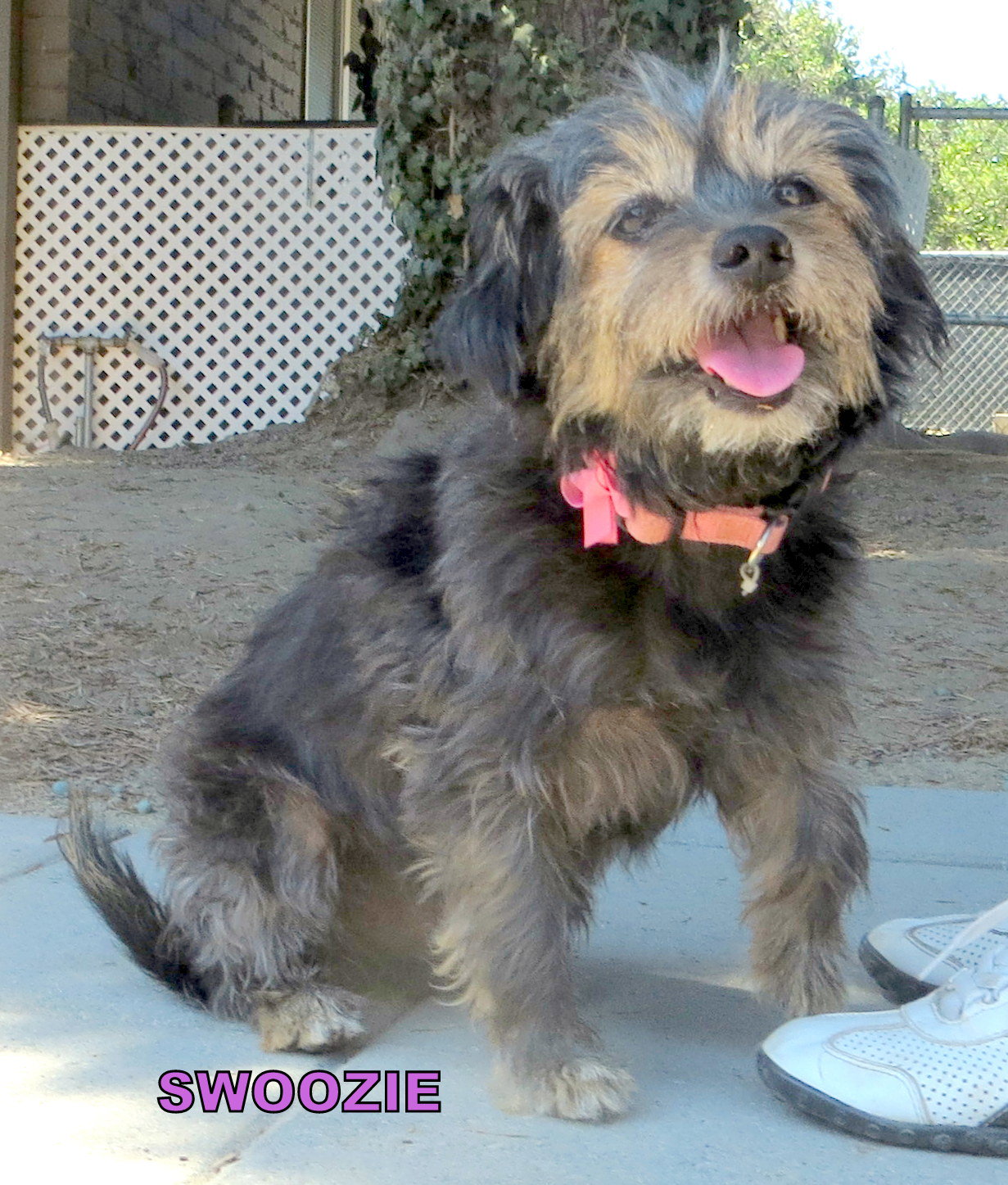 Swoozie (GrandPaws)'s Web Page
